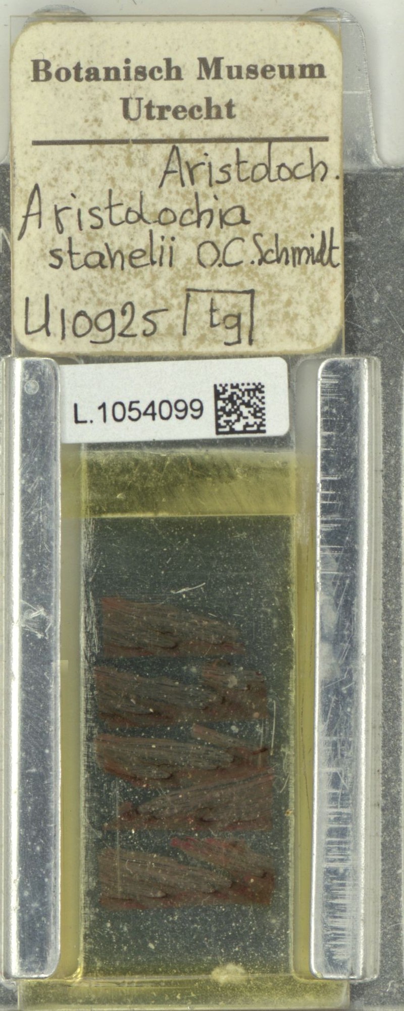 Aristolochia stahelii photo 4