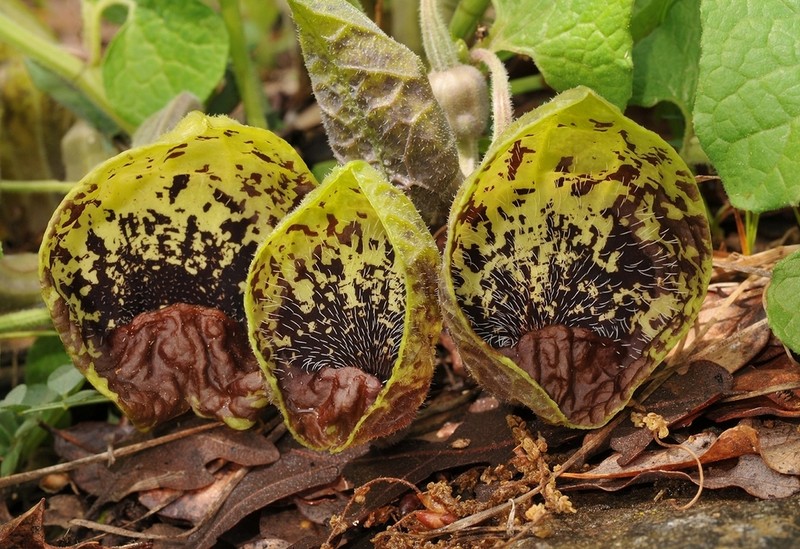 Aristolochia stenosiphon