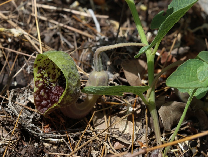 Aristolochia stenosiphon photo 2