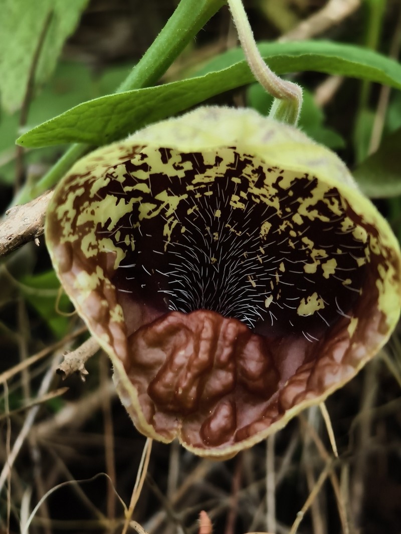 Aristolochia stenosiphon photo 3