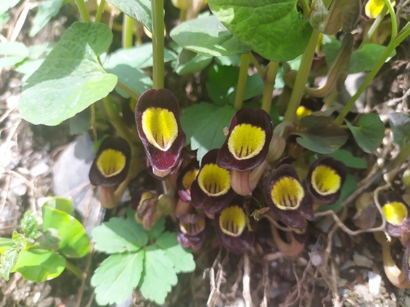 Aristolochia steupii