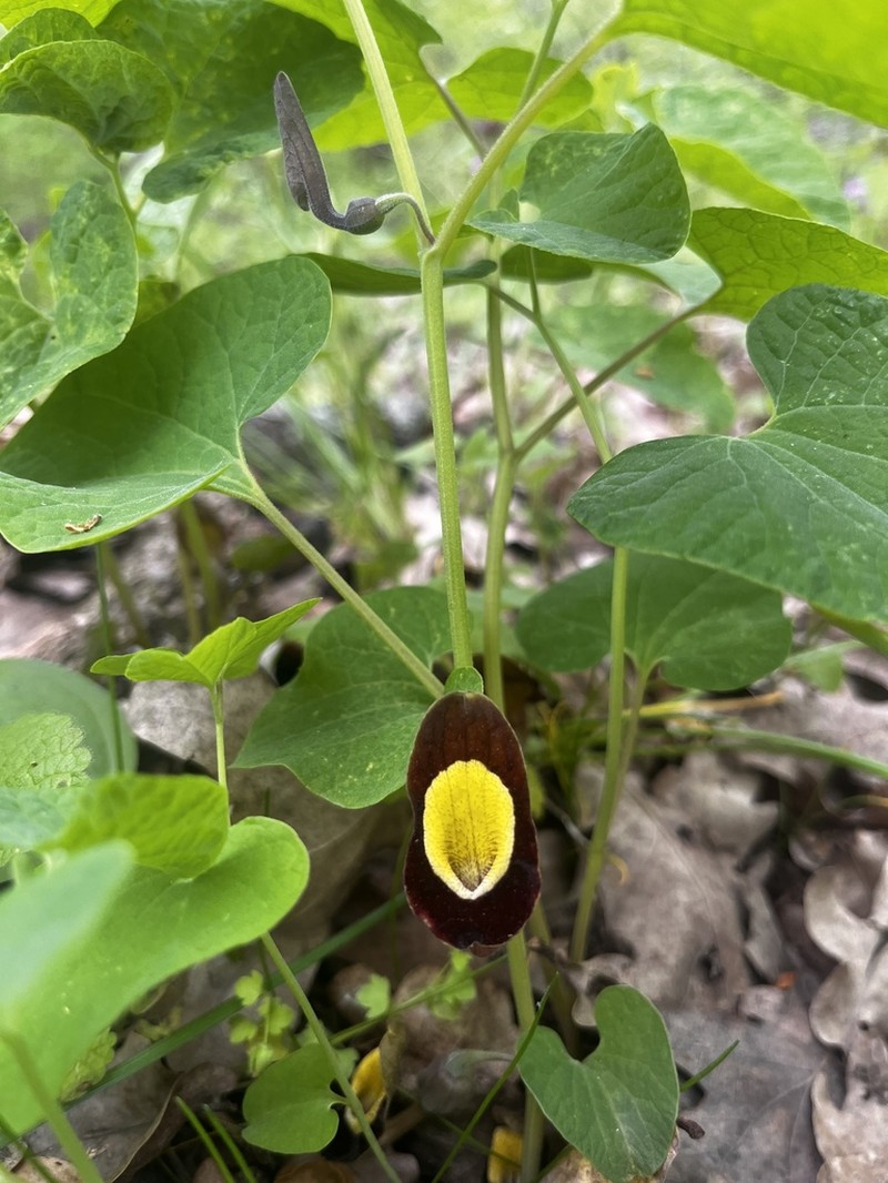 Aristolochia steupii photo 2