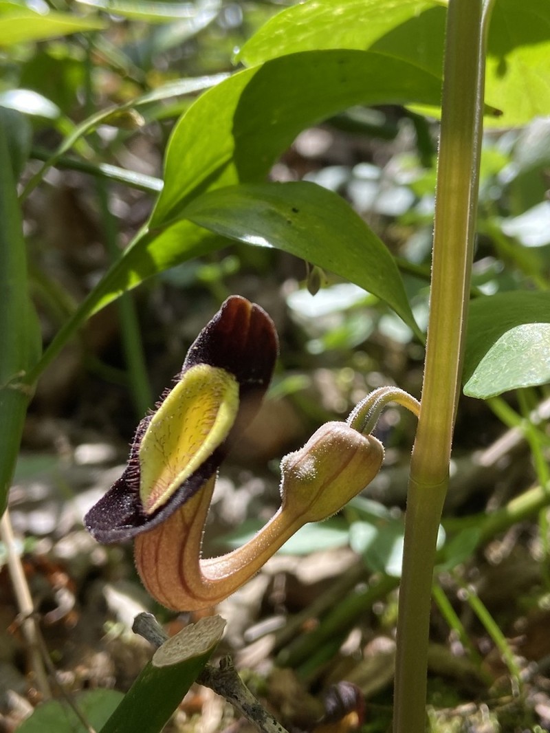 Aristolochia steupii photo 3