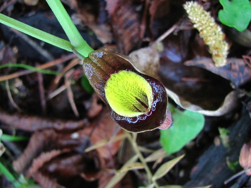 Aristolochia steupii photo 4