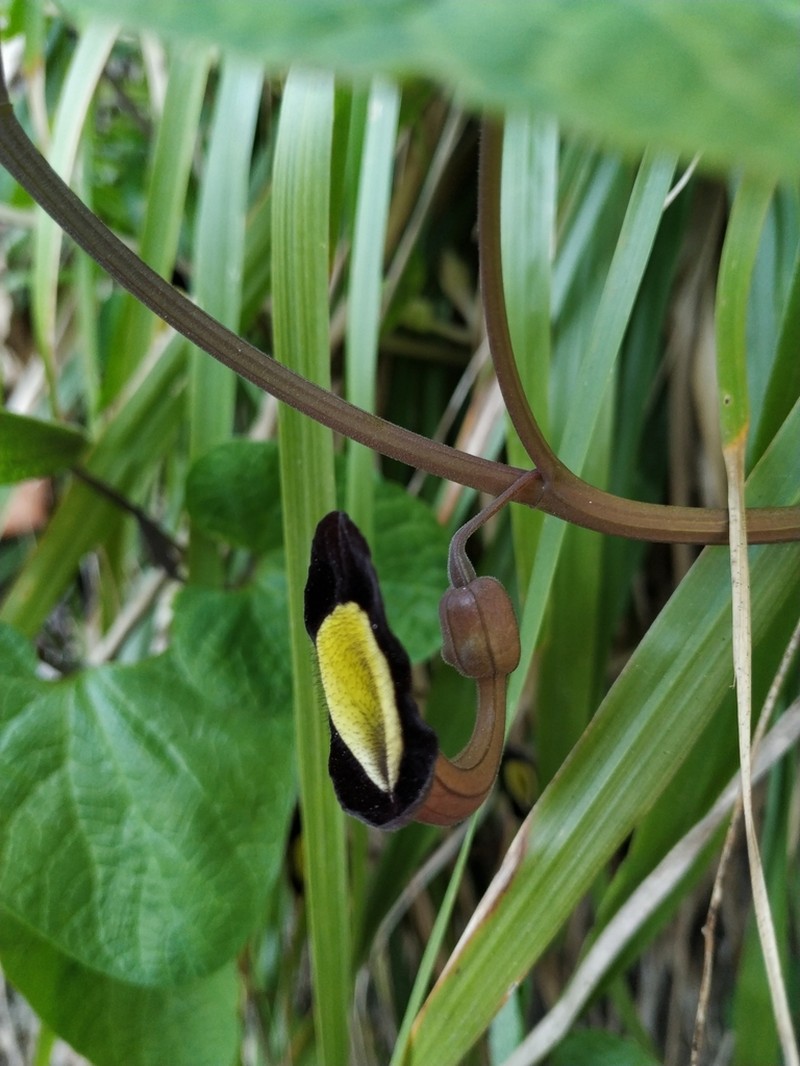 Aristolochia steupii photo 5