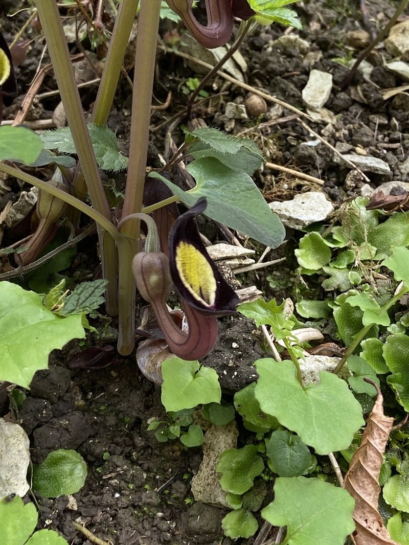 Aristolochia steupii photo 6