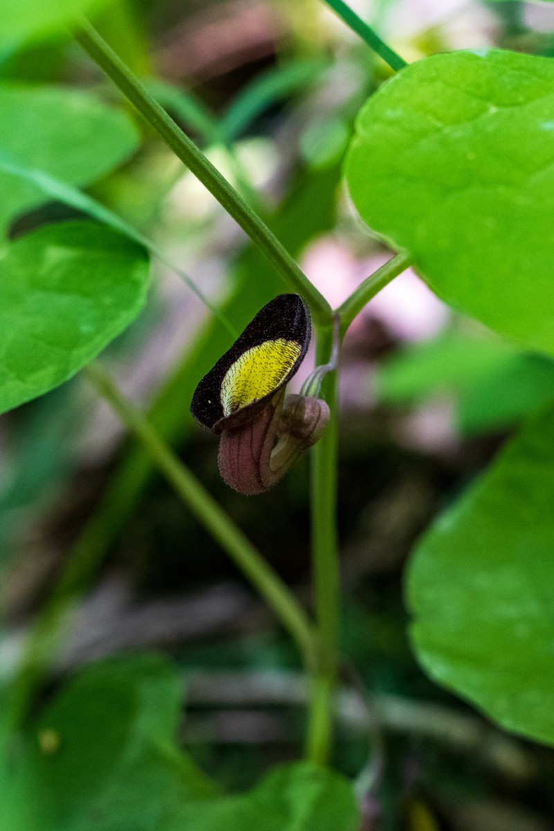 Aristolochia steupii photo 7