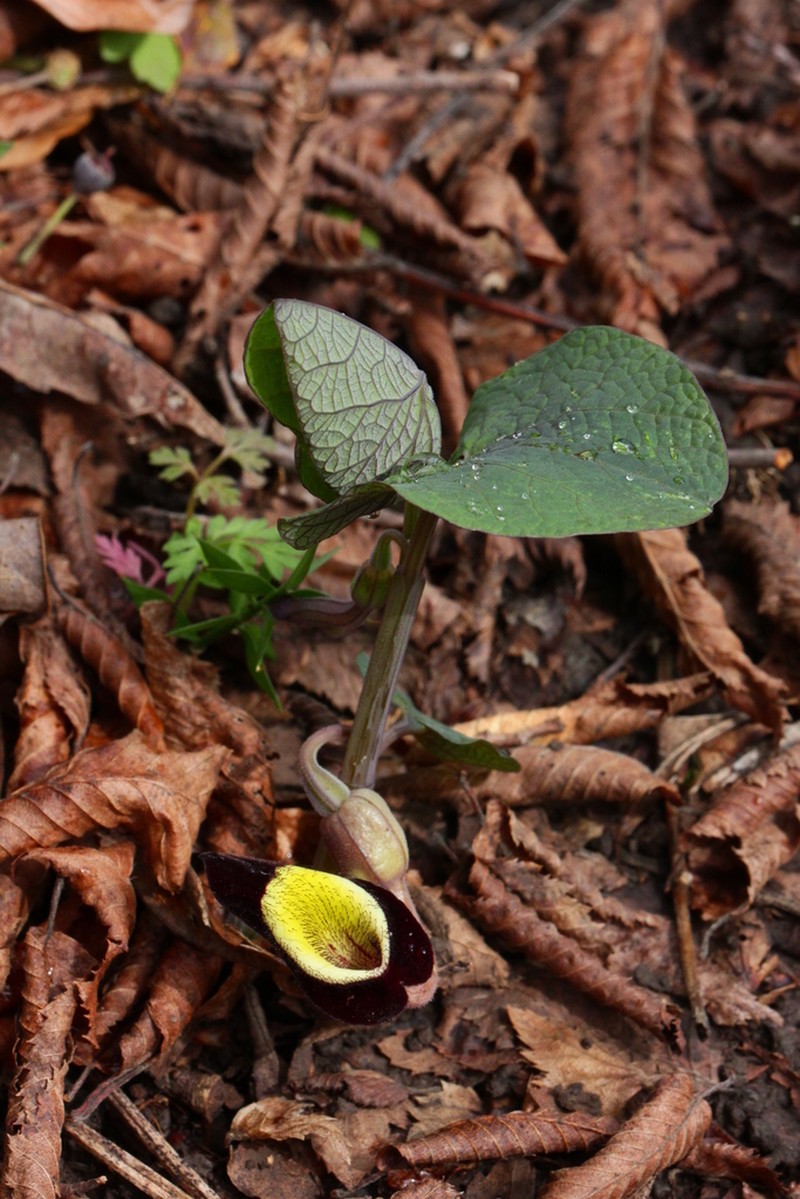 Aristolochia steupii photo 8