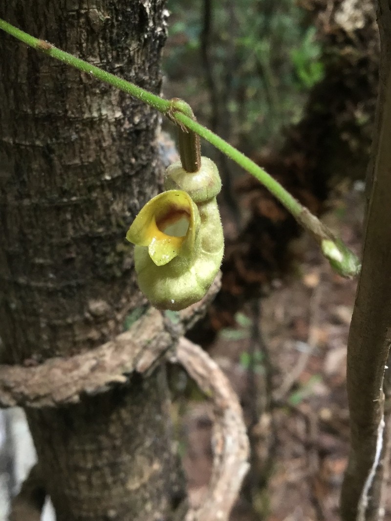 Aristolochia stevensii