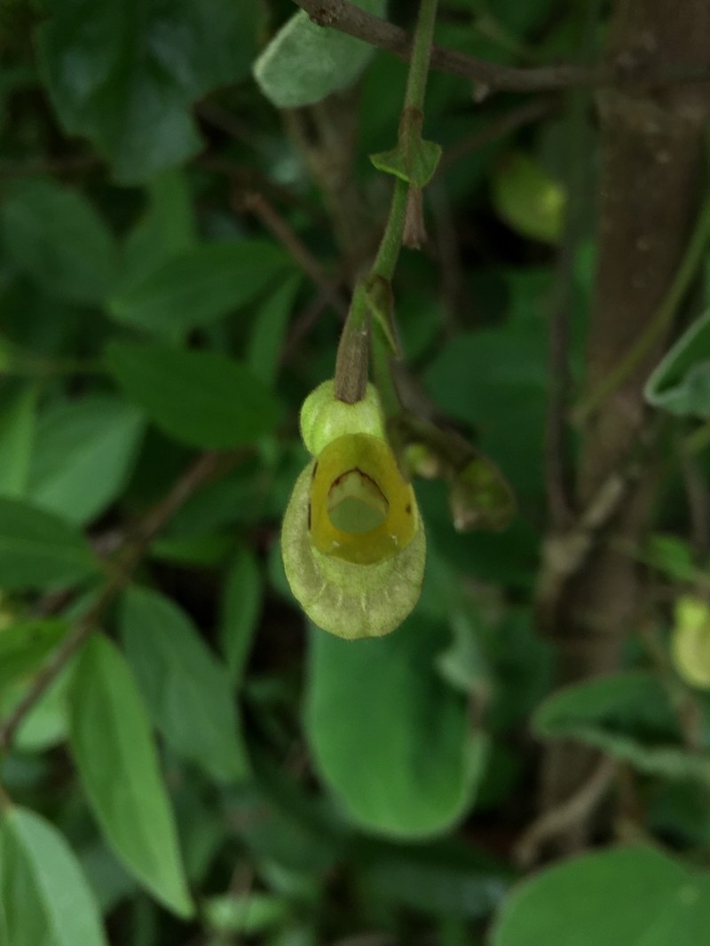 Aristolochia stevensii photo 2