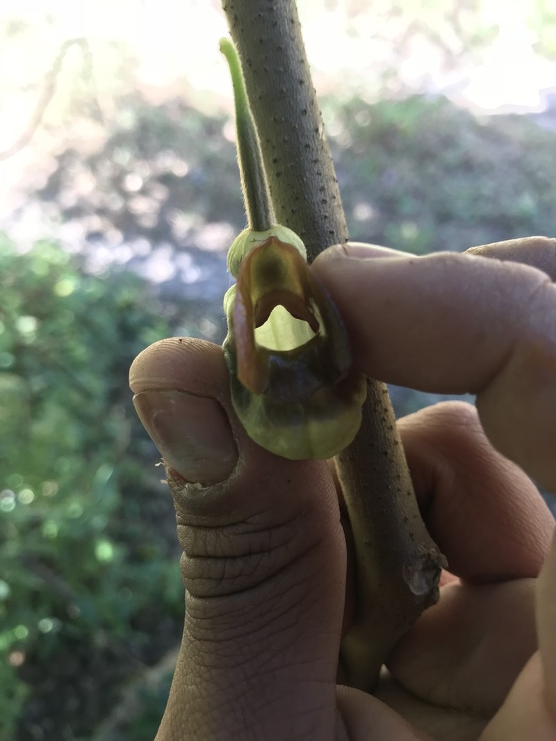 Aristolochia stevensii photo 3