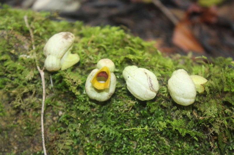 Aristolochia stevensii photo 4