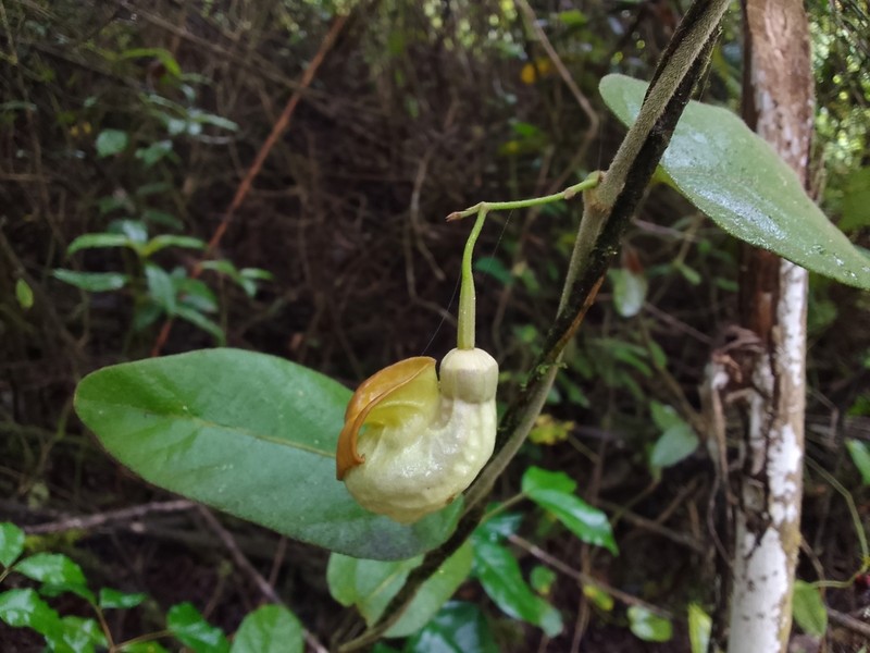 Aristolochia stevensii photo 5