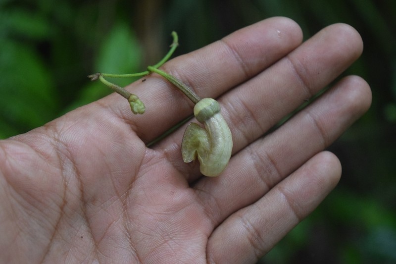 Aristolochia stevensii photo 6