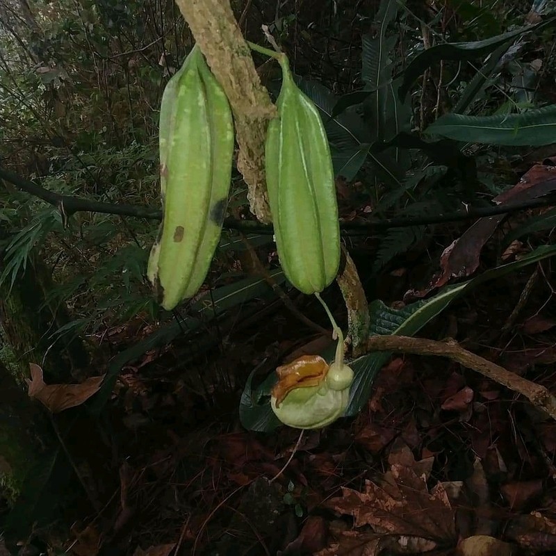 Aristolochia stevensii photo 7