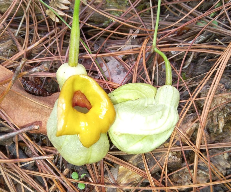 Aristolochia stevensii photo 8