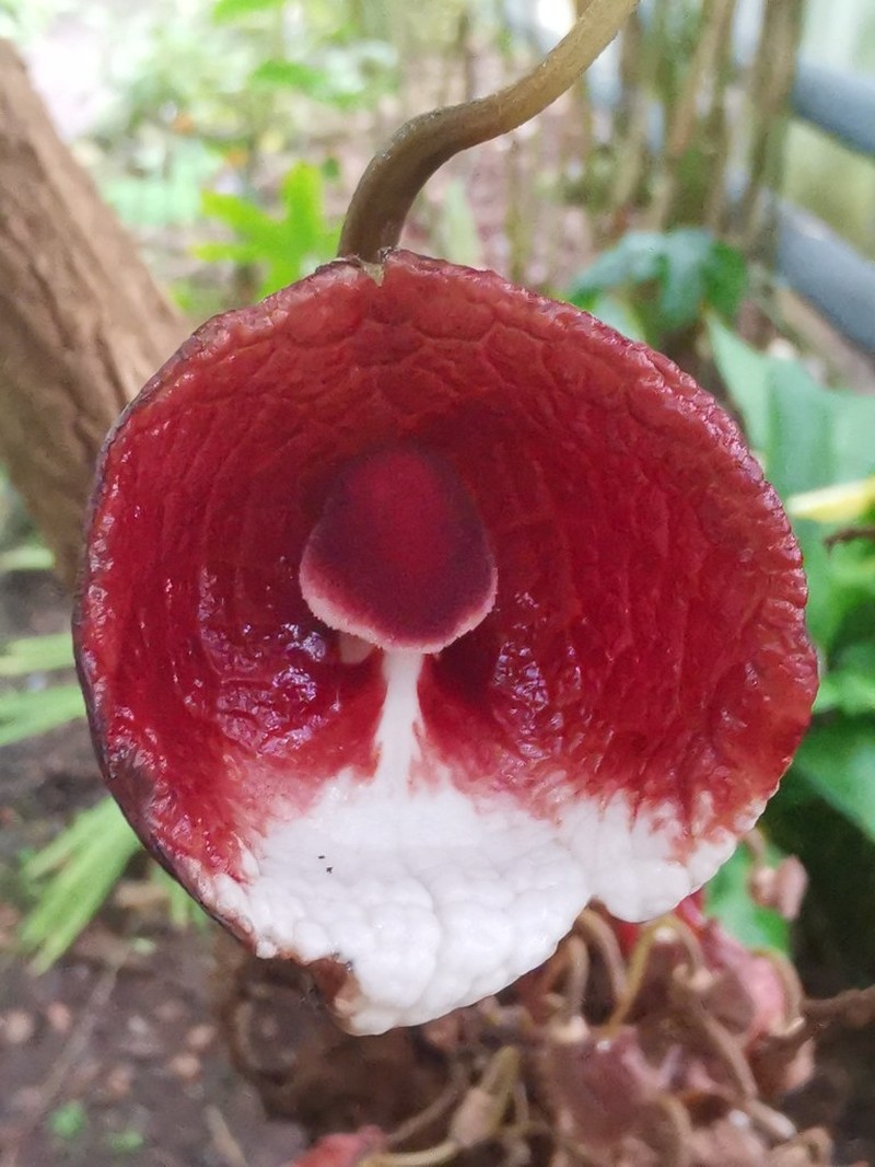Aristolochia steyermarkii photo 2