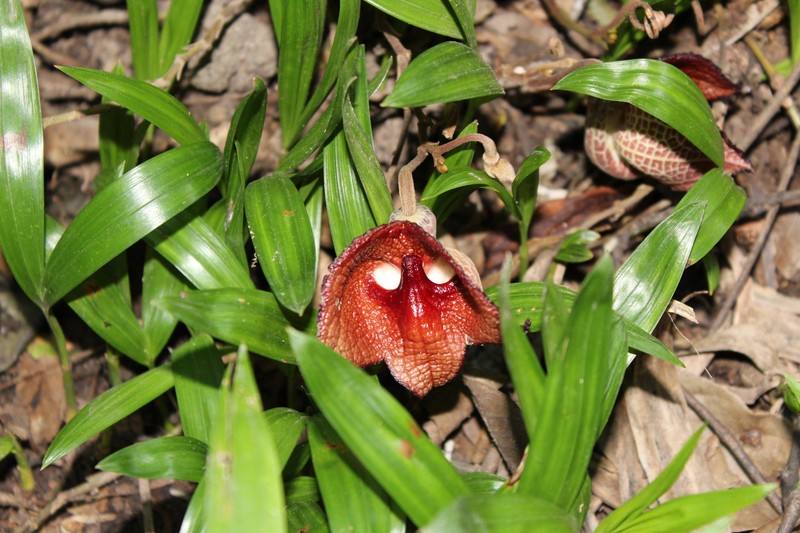Aristolochia steyermarkii photo 3