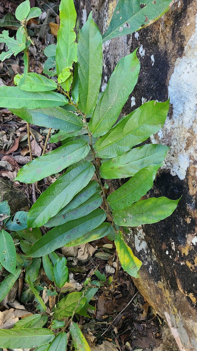 Aristolochia steyermarkii photo 4