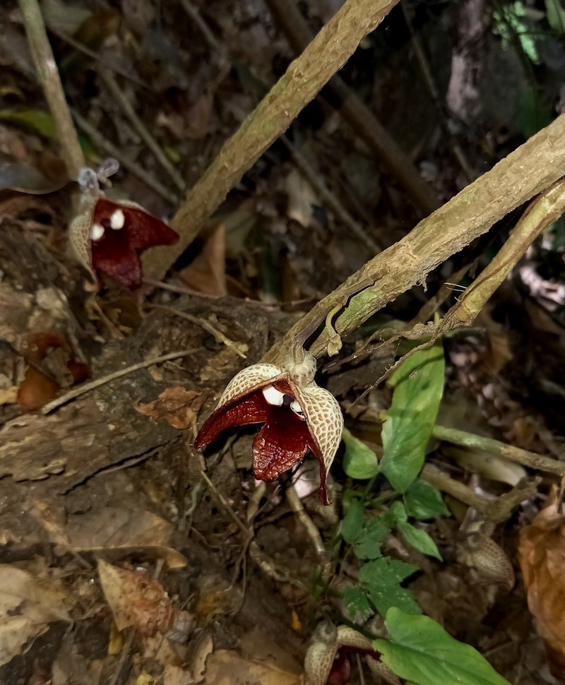Aristolochia steyermarkii photo 5