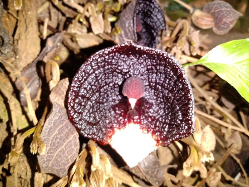 Aristolochia steyermarkii photo 6