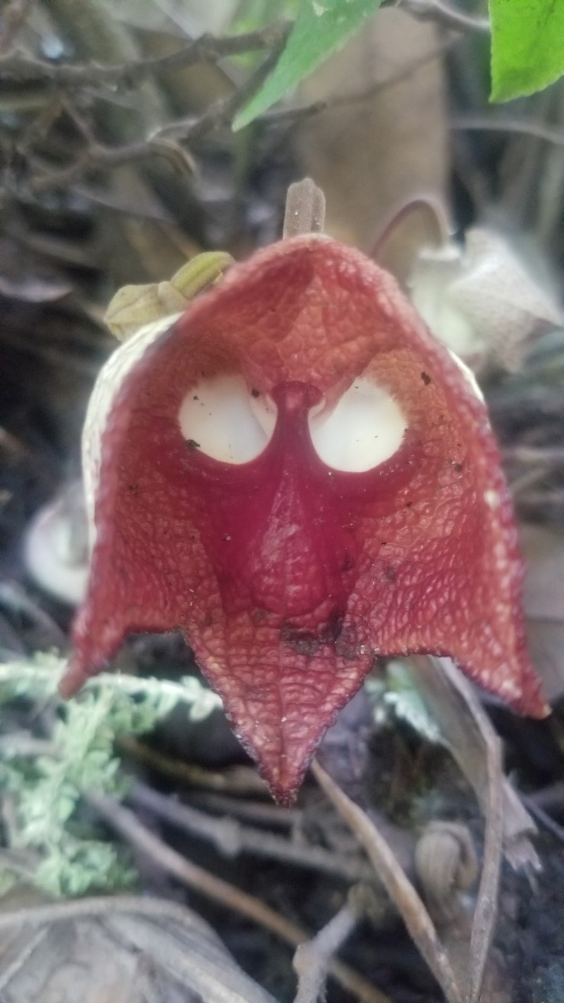 Aristolochia steyermarkii photo 7