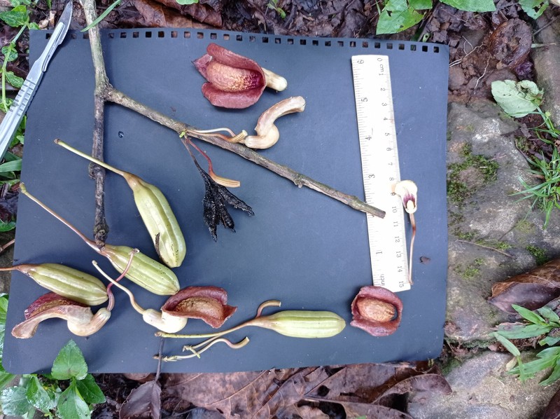 Aristolochia steyermarkii photo 8