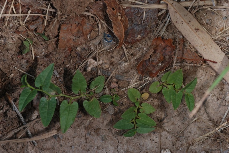 Aristolochia stuckertii