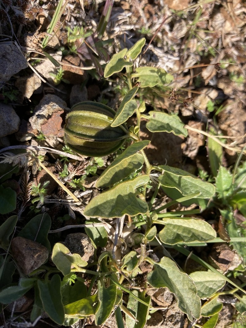 Aristolochia stuckertii photo 2