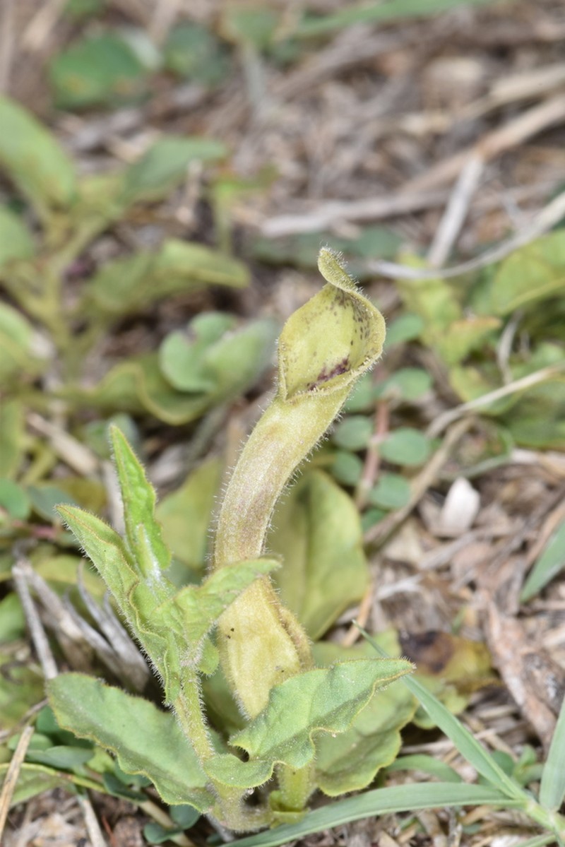 Aristolochia stuckertii photo 3