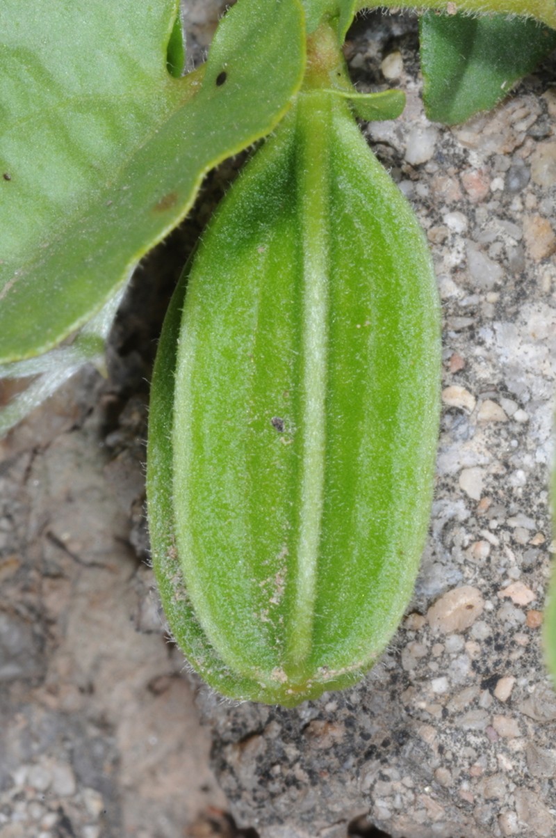 Aristolochia stuckertii photo 4