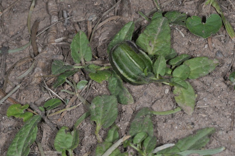 Aristolochia stuckertii photo 5