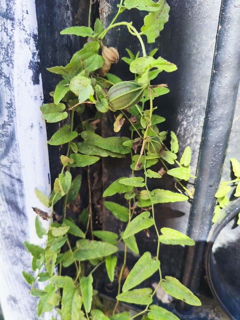 Aristolochia stuckertii photo 6