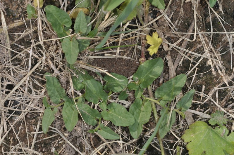 Aristolochia stuckertii photo 7