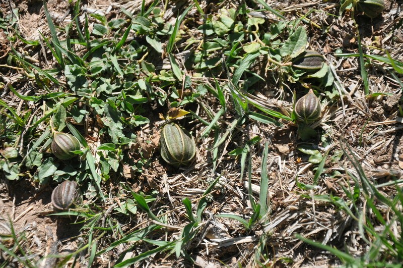 Aristolochia stuckertii photo 8