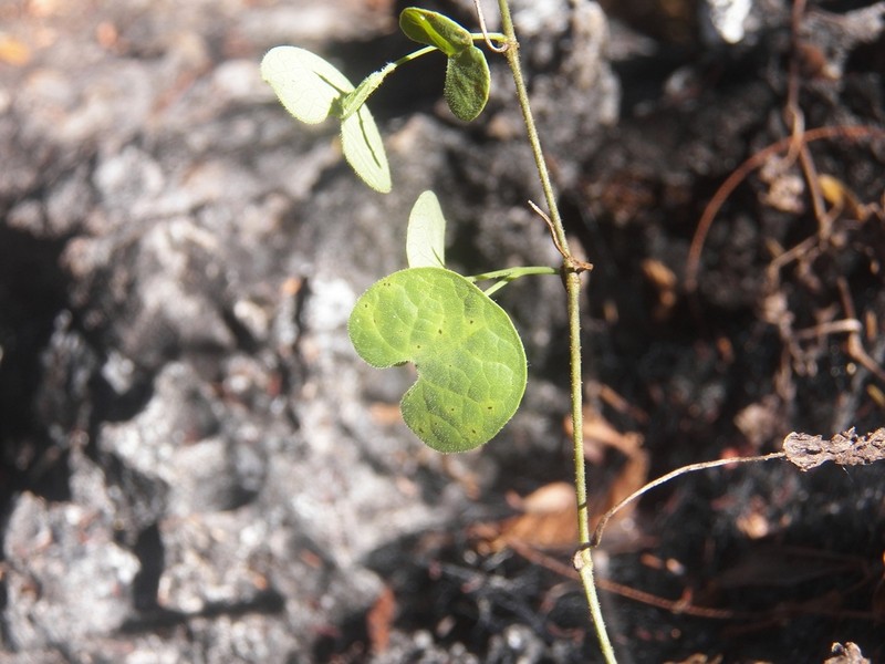 Aristolochia styoglossa