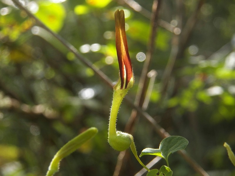 Aristolochia styoglossa photo 2