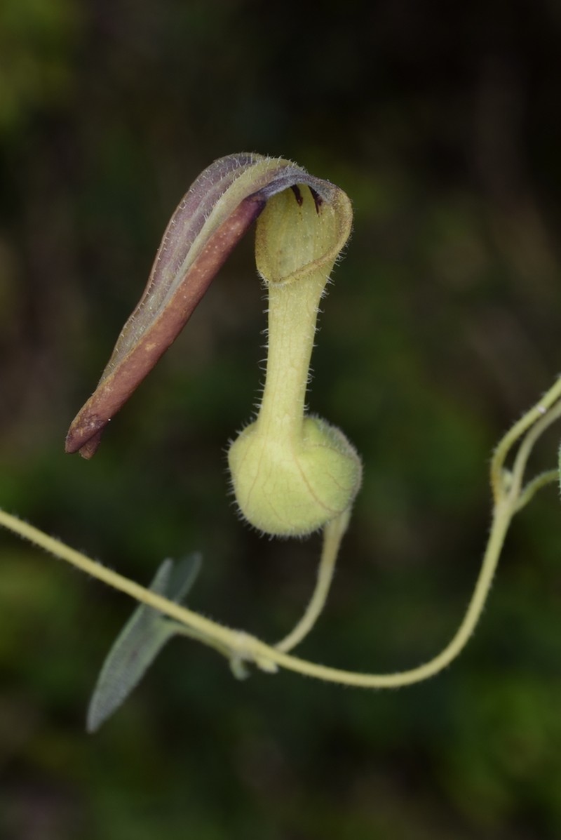 Aristolochia styoglossa photo 3