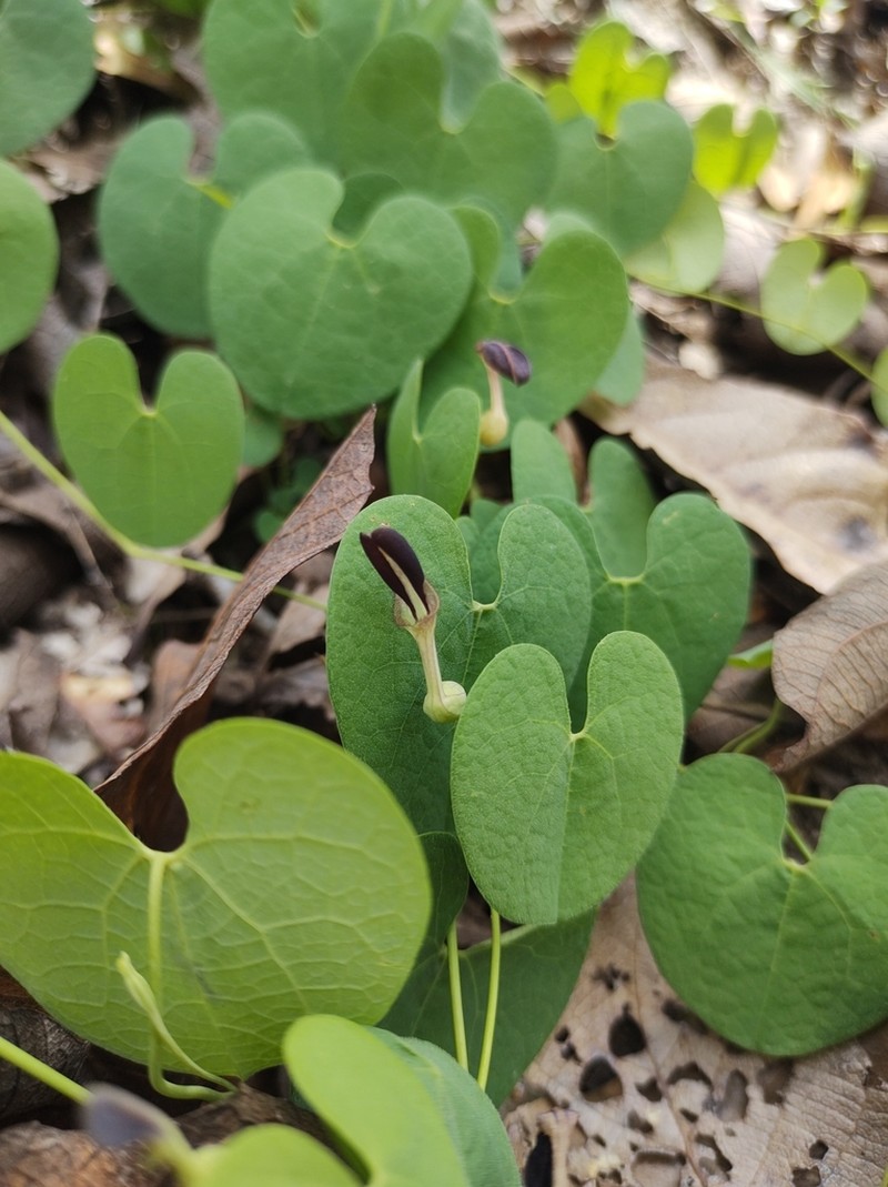 Aristolochia styoglossa photo 4