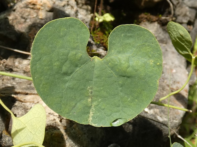 Aristolochia styoglossa photo 5