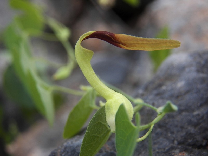 Aristolochia styoglossa photo 6