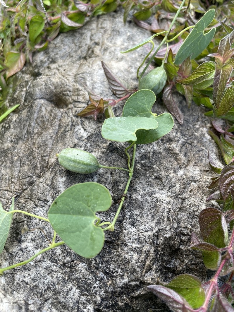 Aristolochia styoglossa photo 7