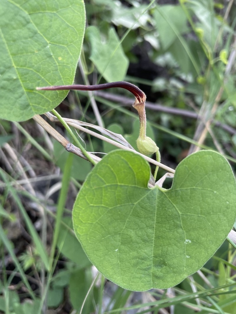 Aristolochia styoglossa photo 8