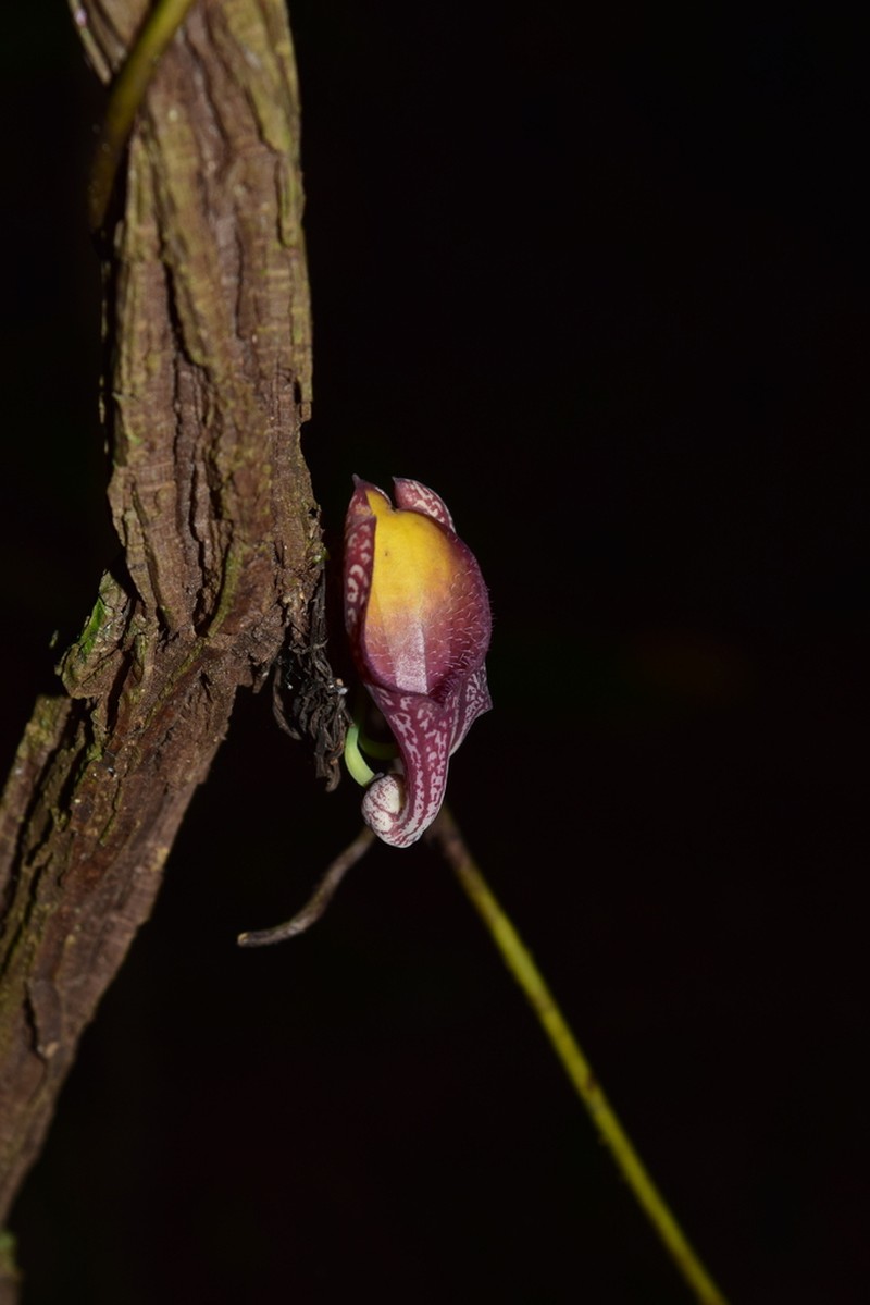 Aristolochia subglobosa photo 2
