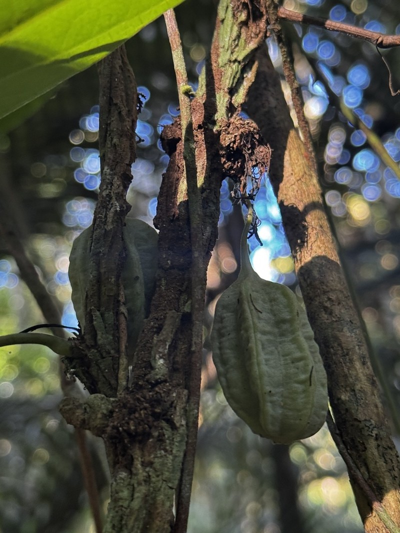 Aristolochia subglobosa photo 3