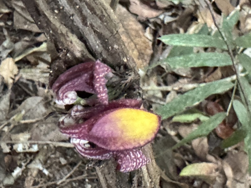 Aristolochia subglobosa photo 5