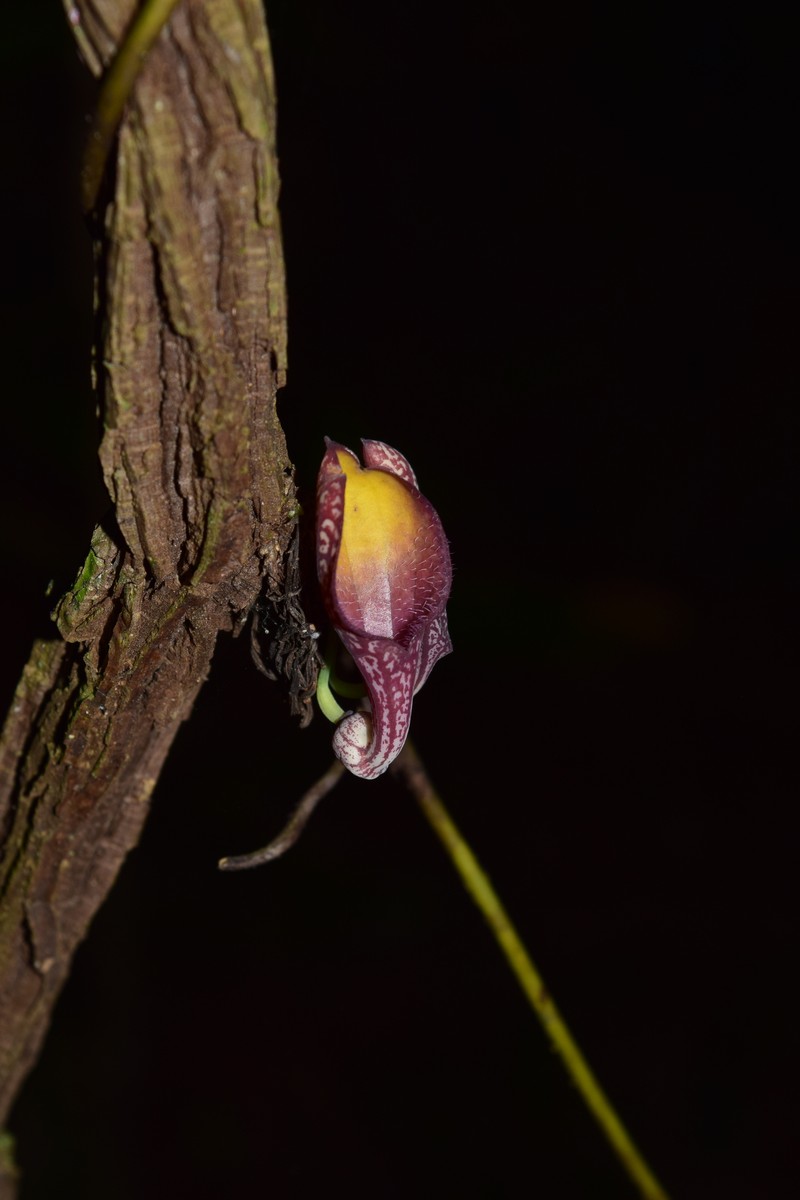 Aristolochia subglobosa photo 6