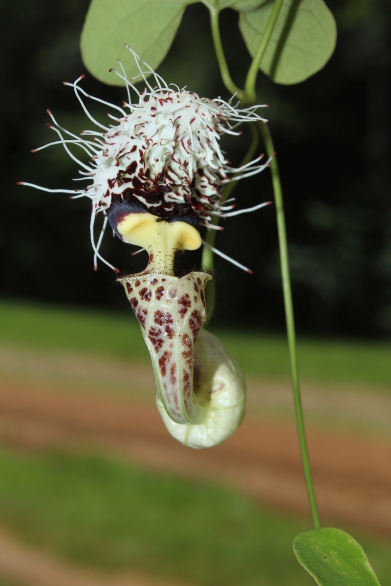 Aristolochia surinamensis photo 2