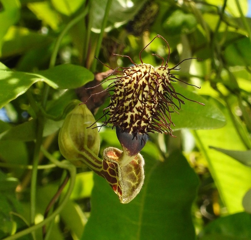 Aristolochia surinamensis photo 3