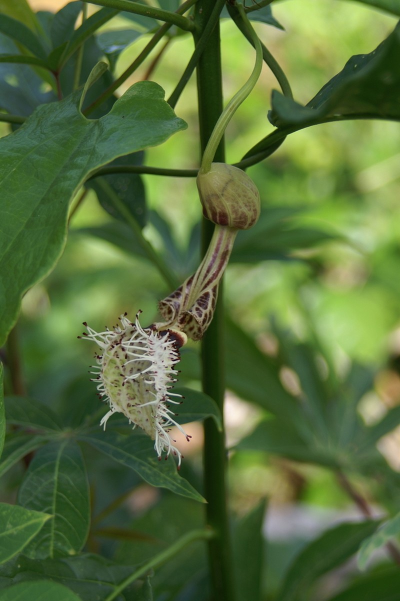 Aristolochia surinamensis photo 5